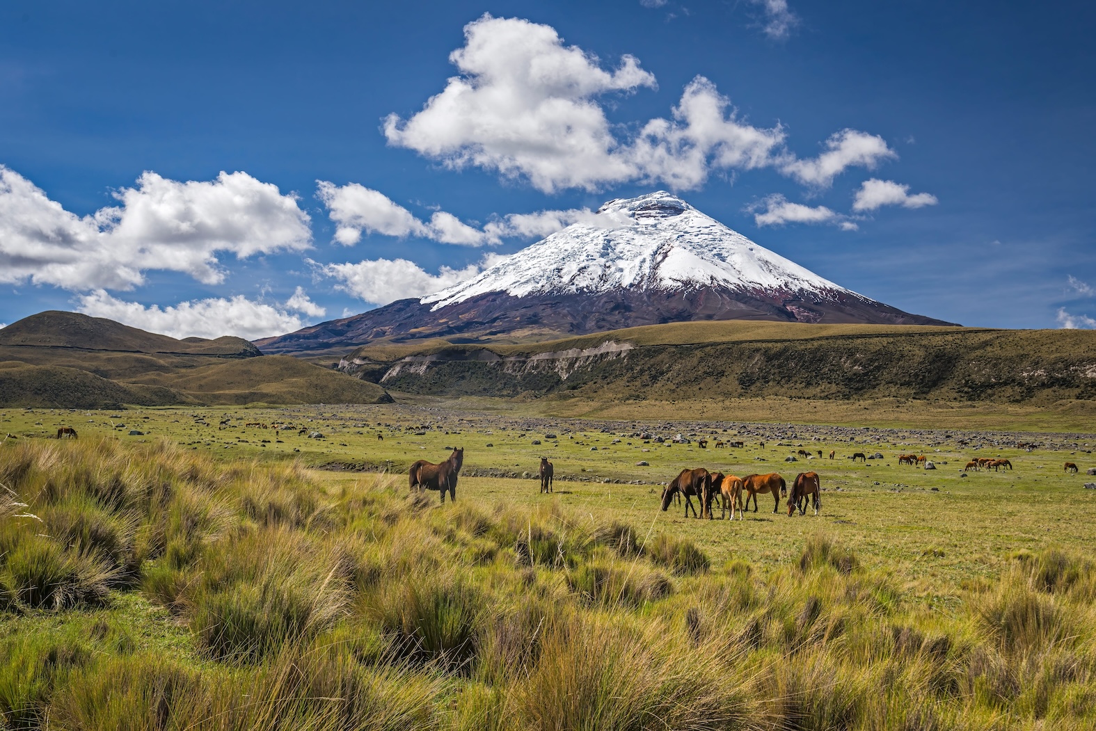Wild horses grazing beneath snow-capped Cotopaxi volcano in Ecuador's Andes mountains